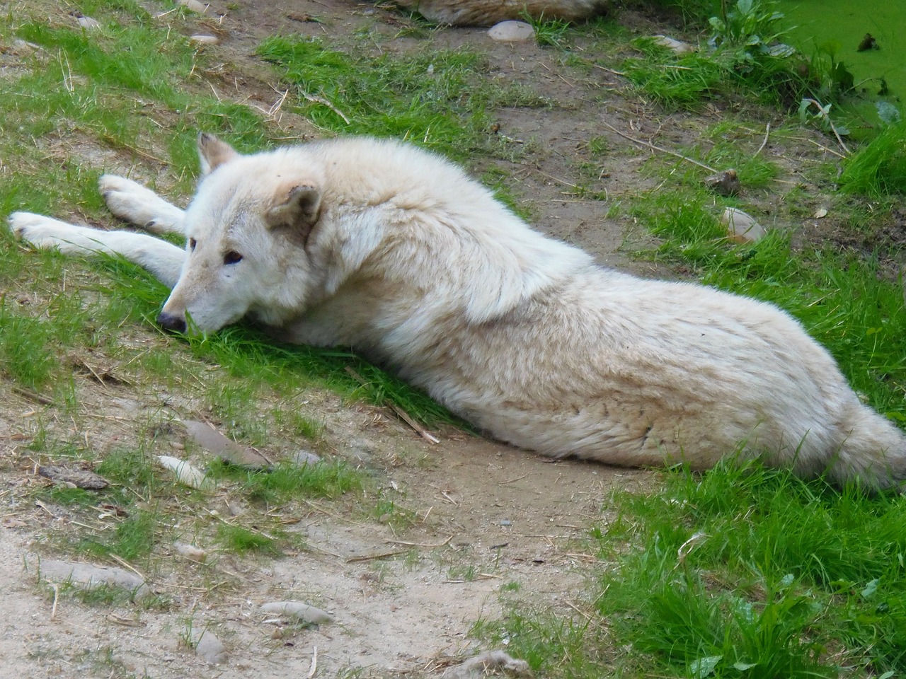 wolf animal animals free photo