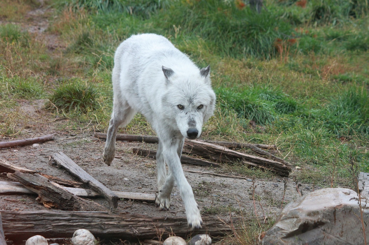 wolf wolves yellowstone national park free photo