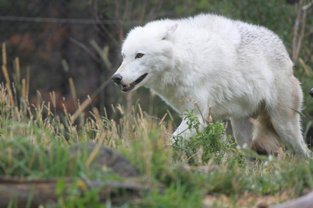 wolf wolves yellowstone national park free photo