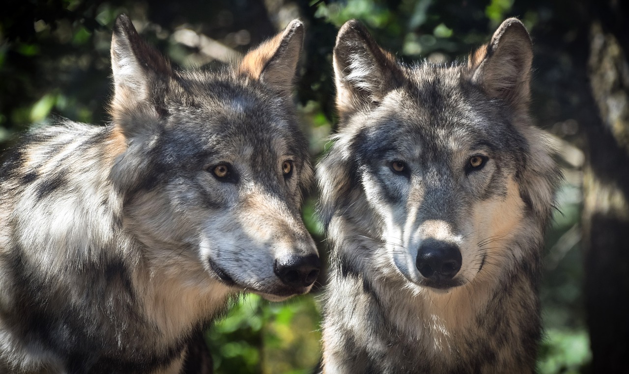 wolf mounting two free photo