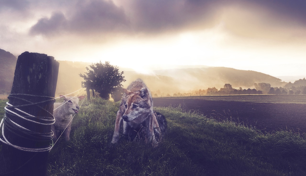 wolf lamb fence free photo