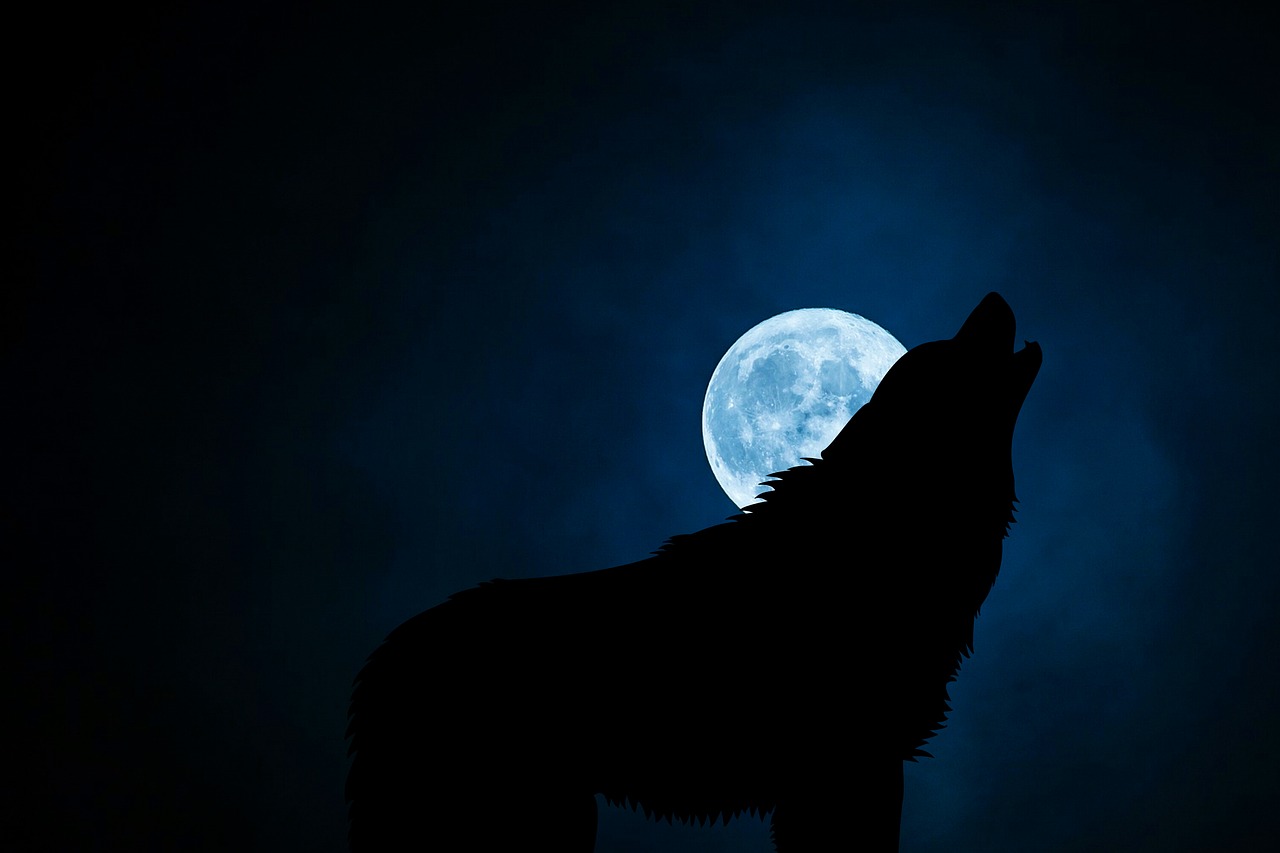 wolf wolves dog free photo