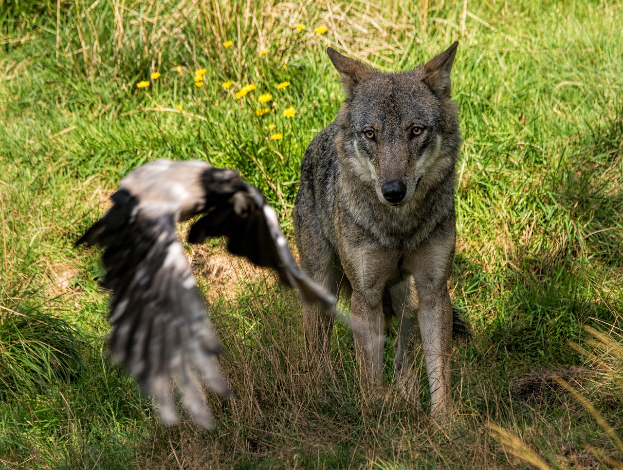 wolf cut predators free photo