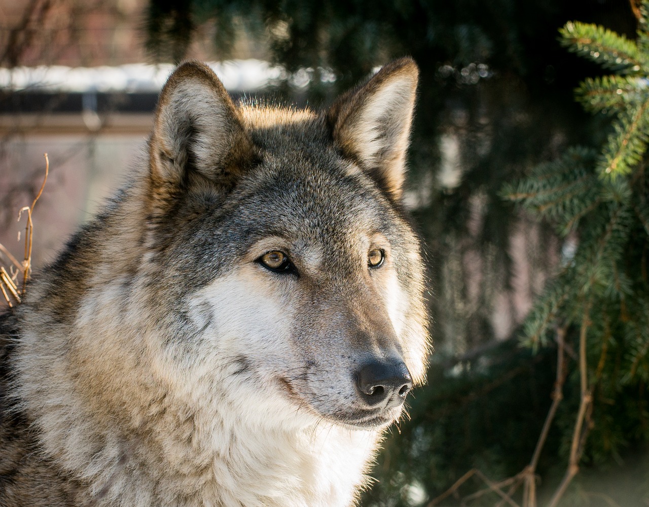 wolf living nature carnivorous free photo