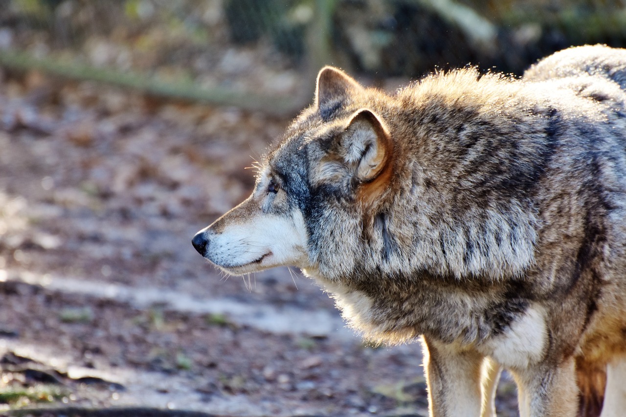 wolf predator european wolf free photo