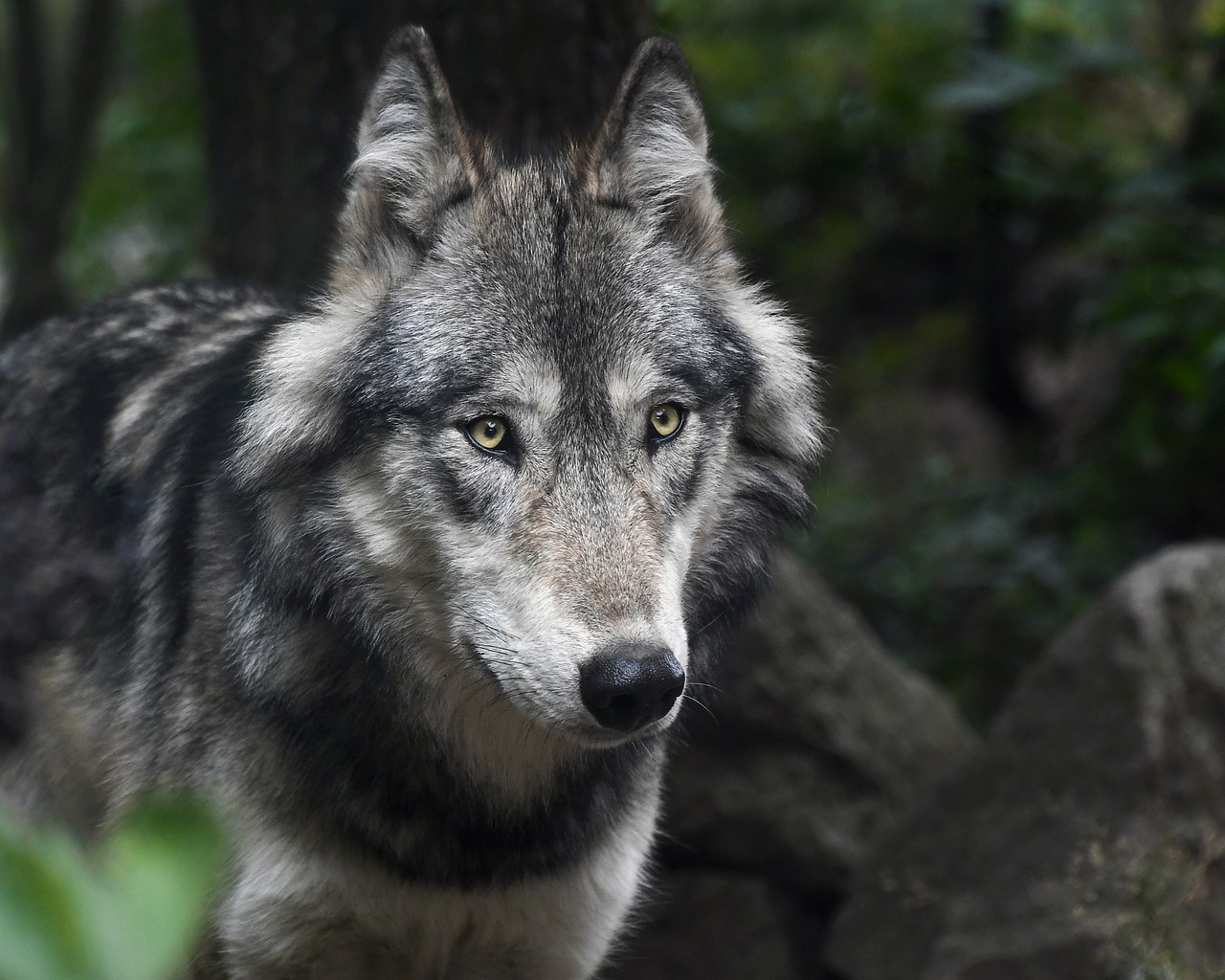 wolf predator grey free photo