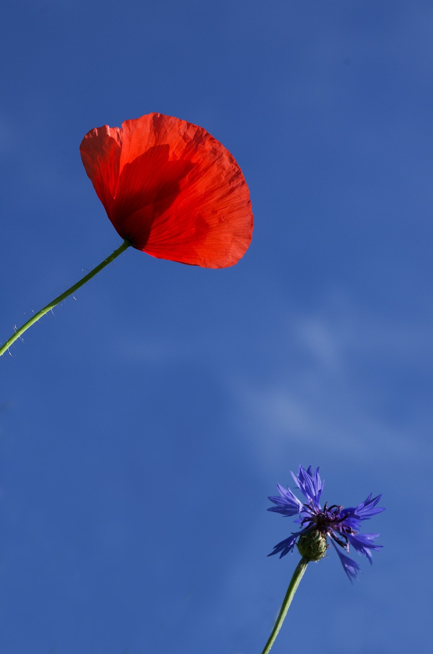 wolf poppy cornflower free photo