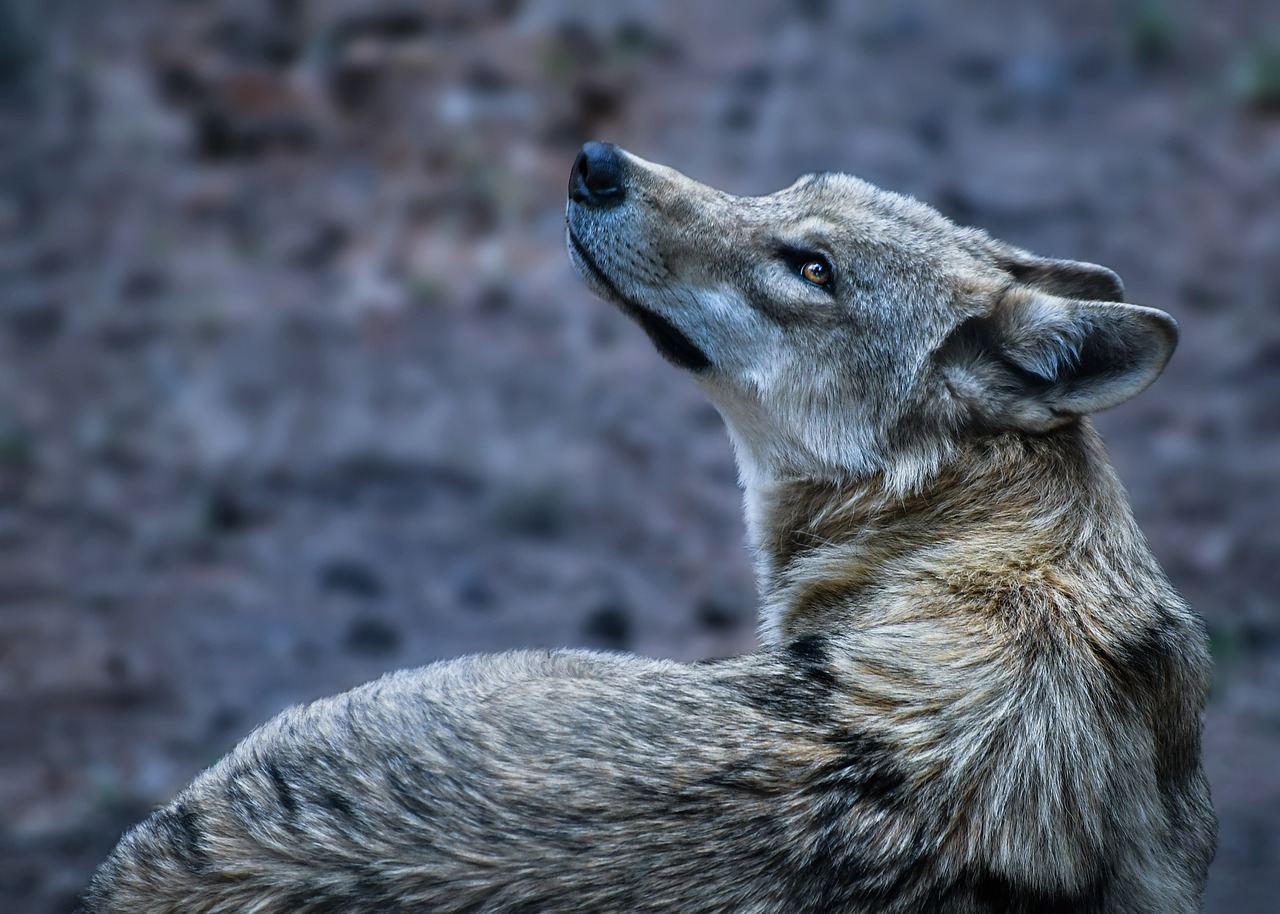 wolf animal wild free photo