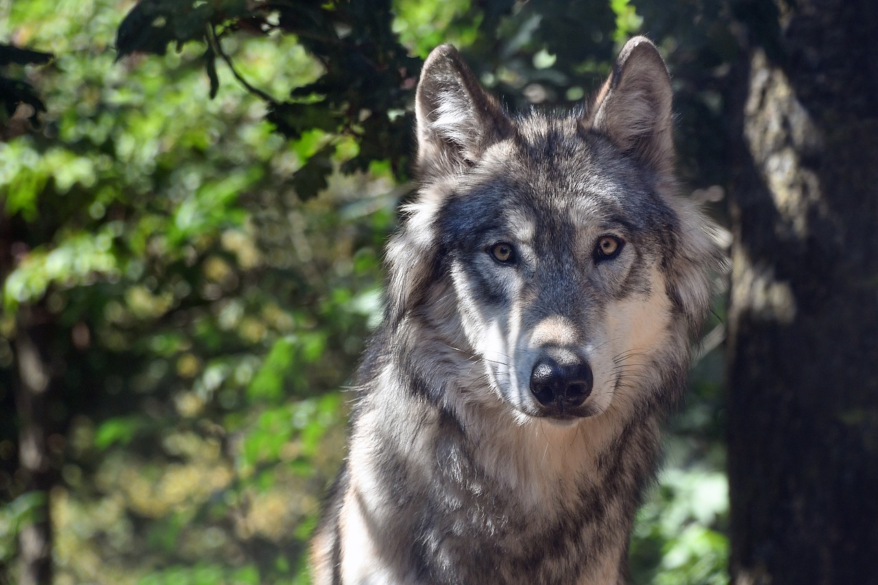 wolf animal wild free photo