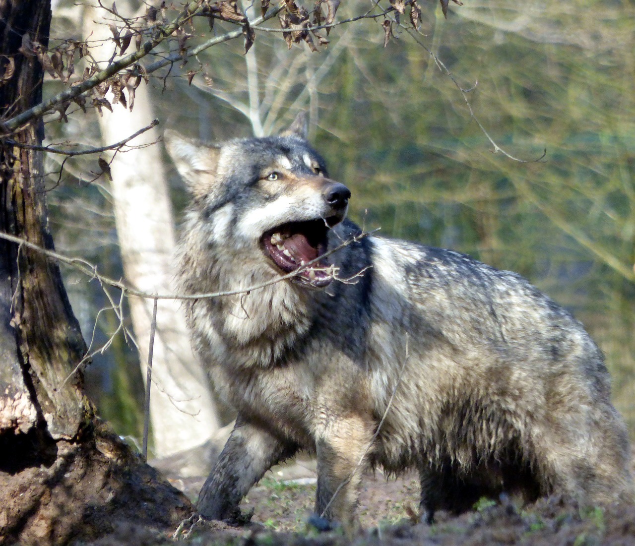wolf grey mammal free photo