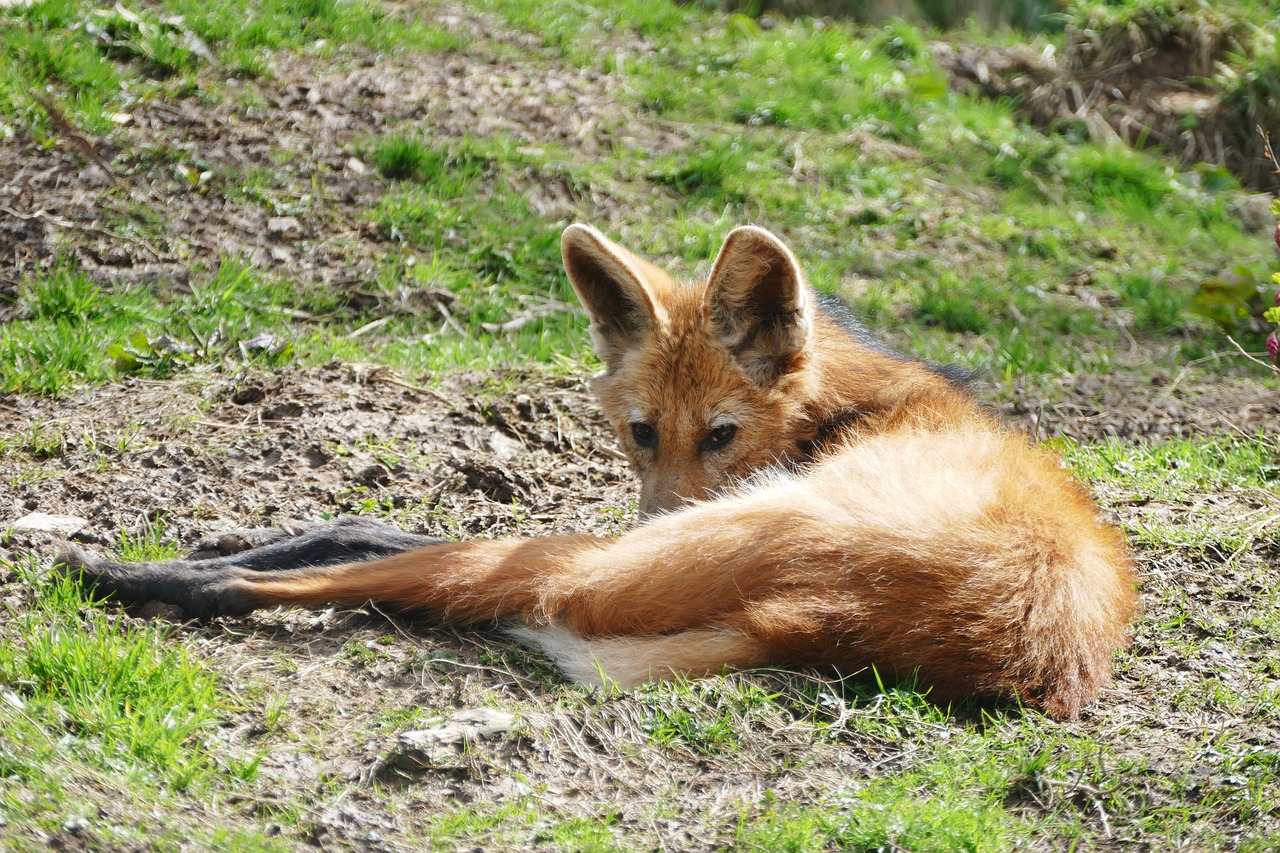 wolf  red  fox free photo