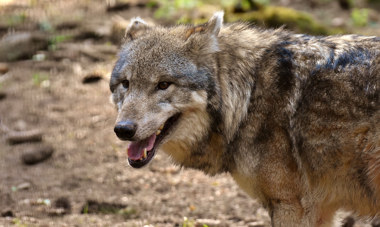 wolf  wild animal  predator free photo