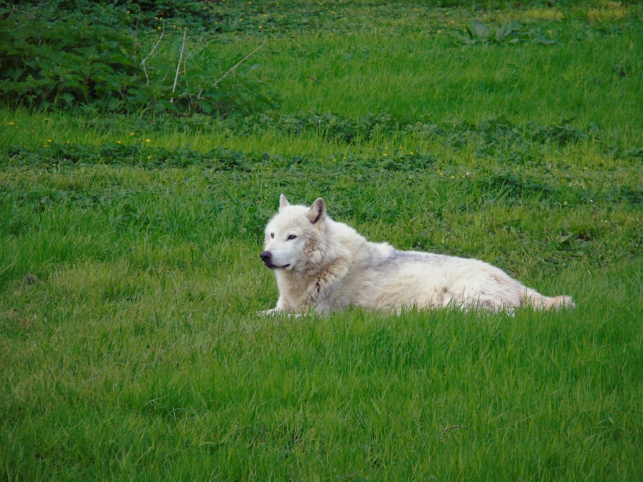 wolf  wolves  grass free photo