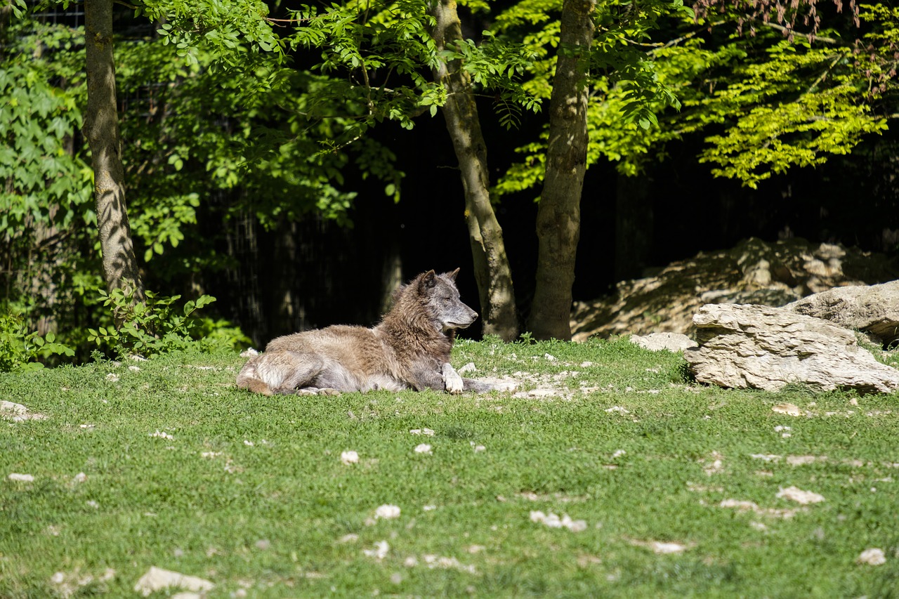 wolf  predator  dog free photo