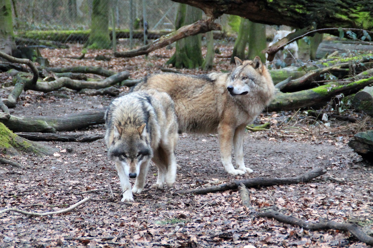 wolf  zoo  weilburg free photo