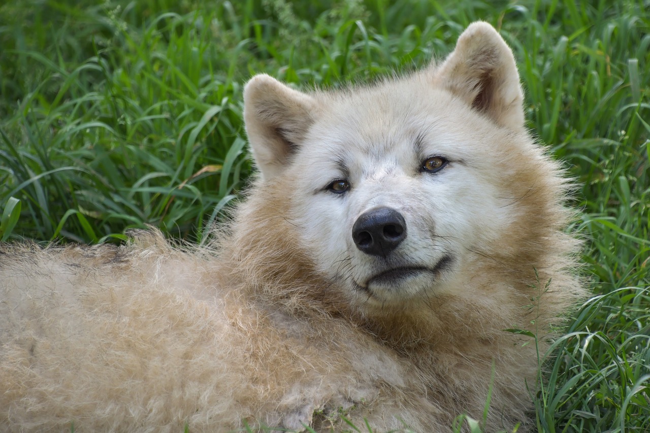 wolf  portrait  grass free photo