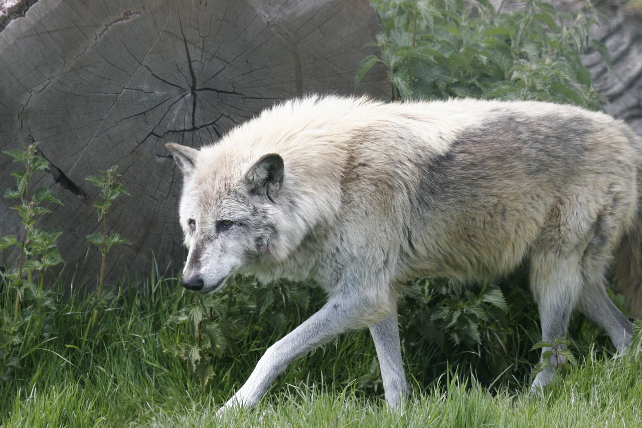 wolf  wolves  wild free photo