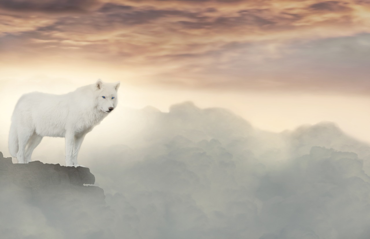 wolf  clouds  fantasy free photo