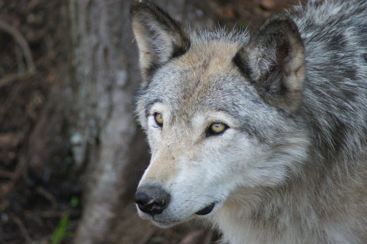 wolf  grey  timber free photo