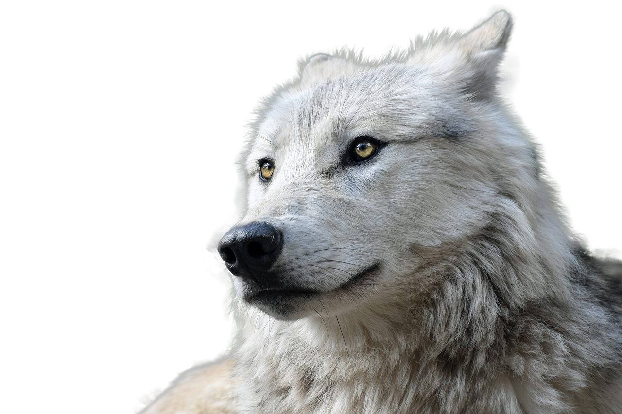 wolf  transparent  animal free photo