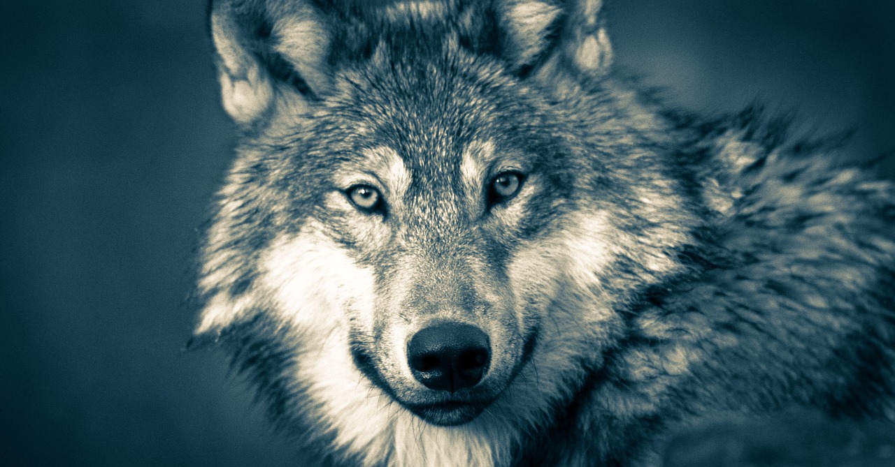 wolf  wolf head  wolves free photo