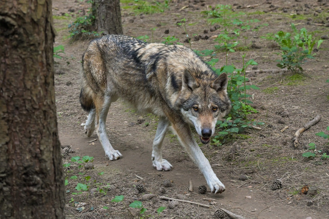 wolf  predator  grey wolf free photo