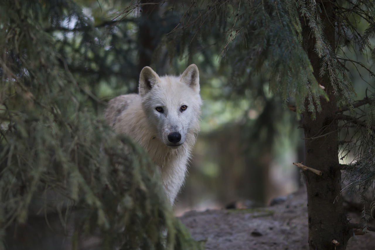 wolf  polar  animal free photo