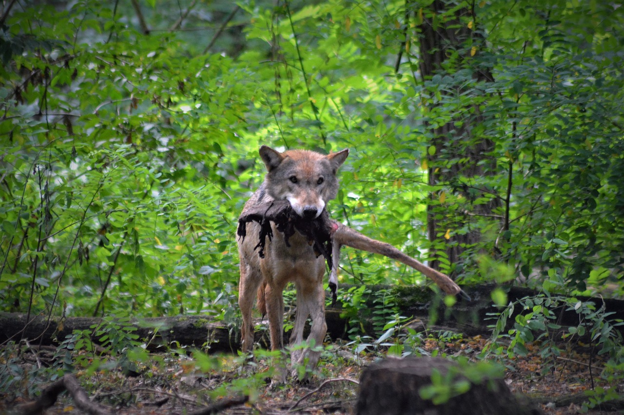 wolf  close up  forest free photo