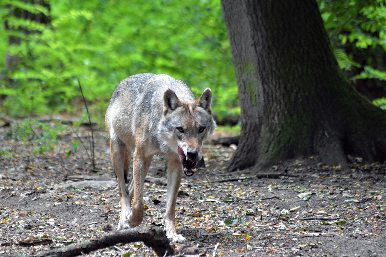 wolf  close up  forest free photo