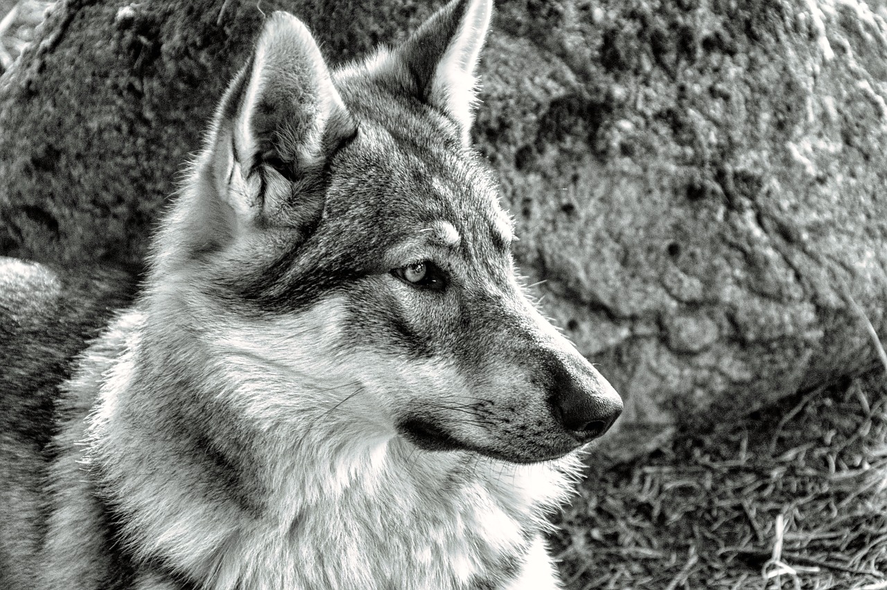 wolf  nature  animal free photo