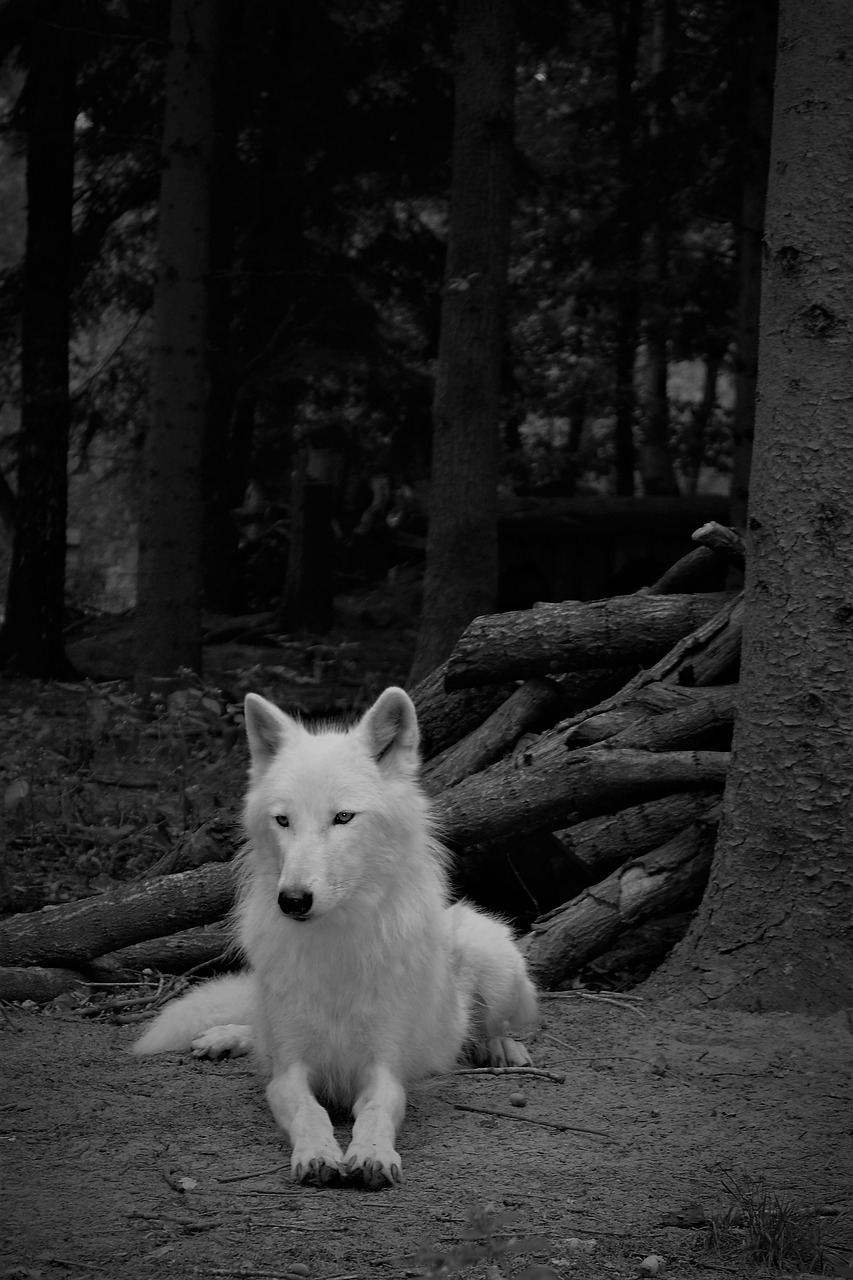 wolf  white wolf  mammal free photo
