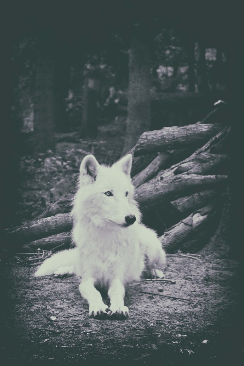 wolf  white wolf  mammal free photo
