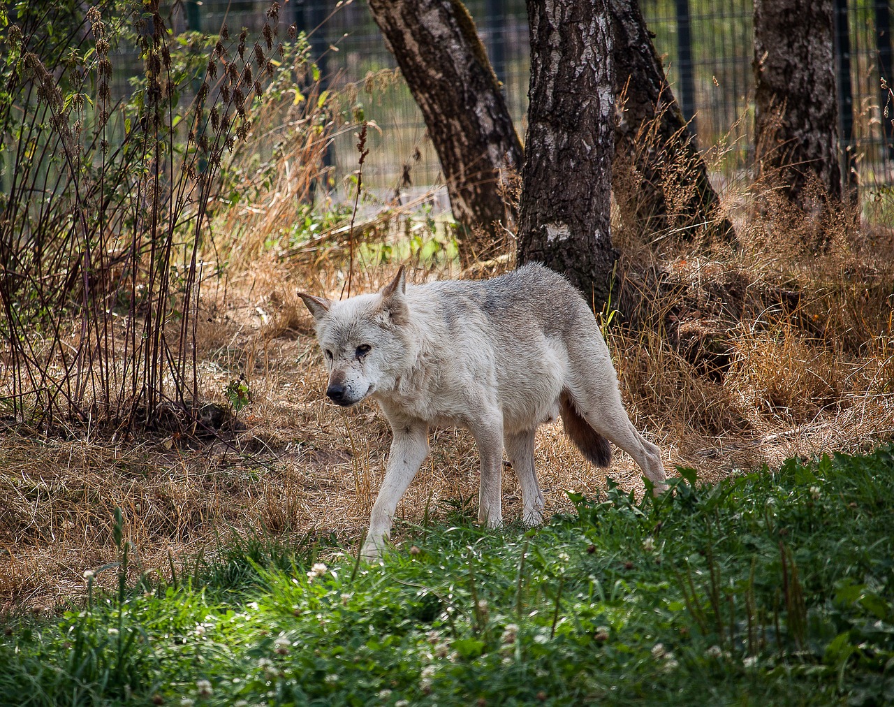 wolf  predator  animal free photo