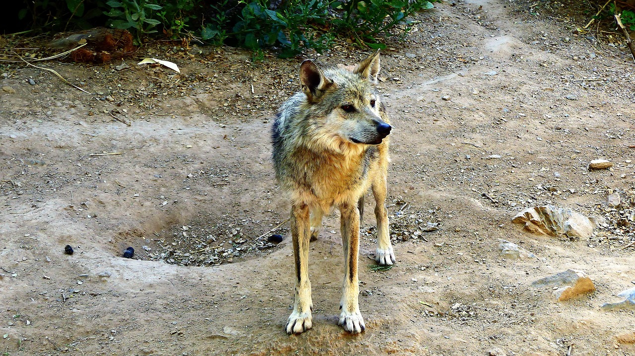 wolf  wild  predator free photo