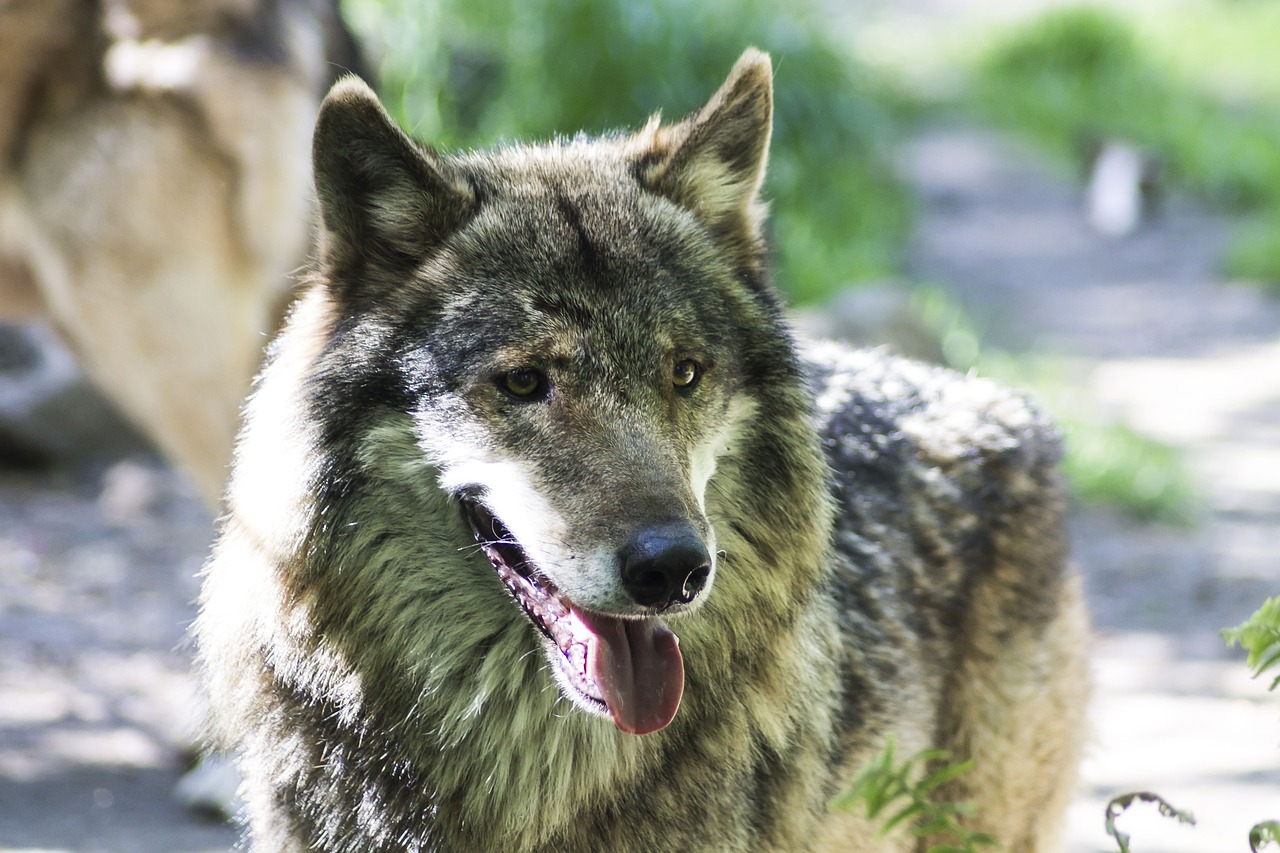 wolf  nature  animal free photo