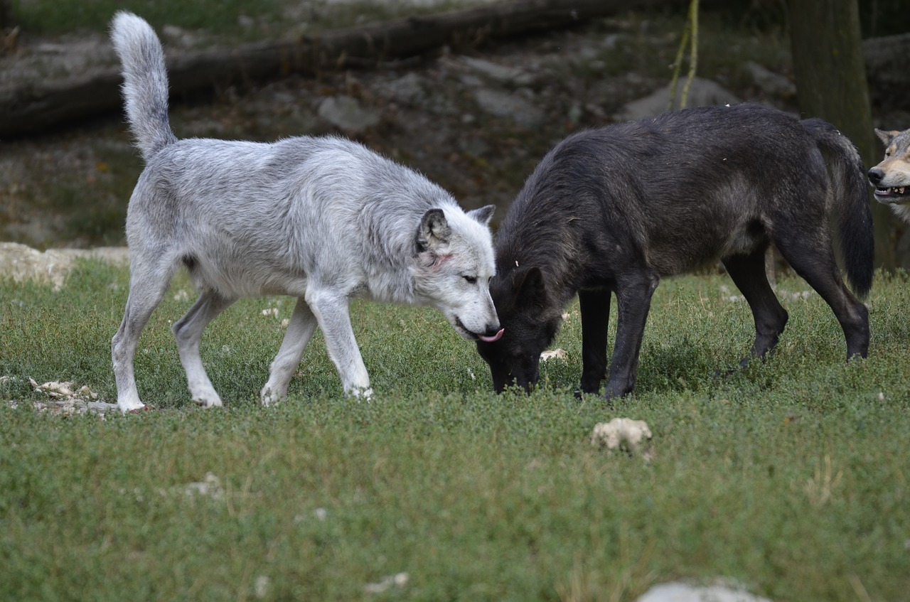 wolf  pack  predator free photo