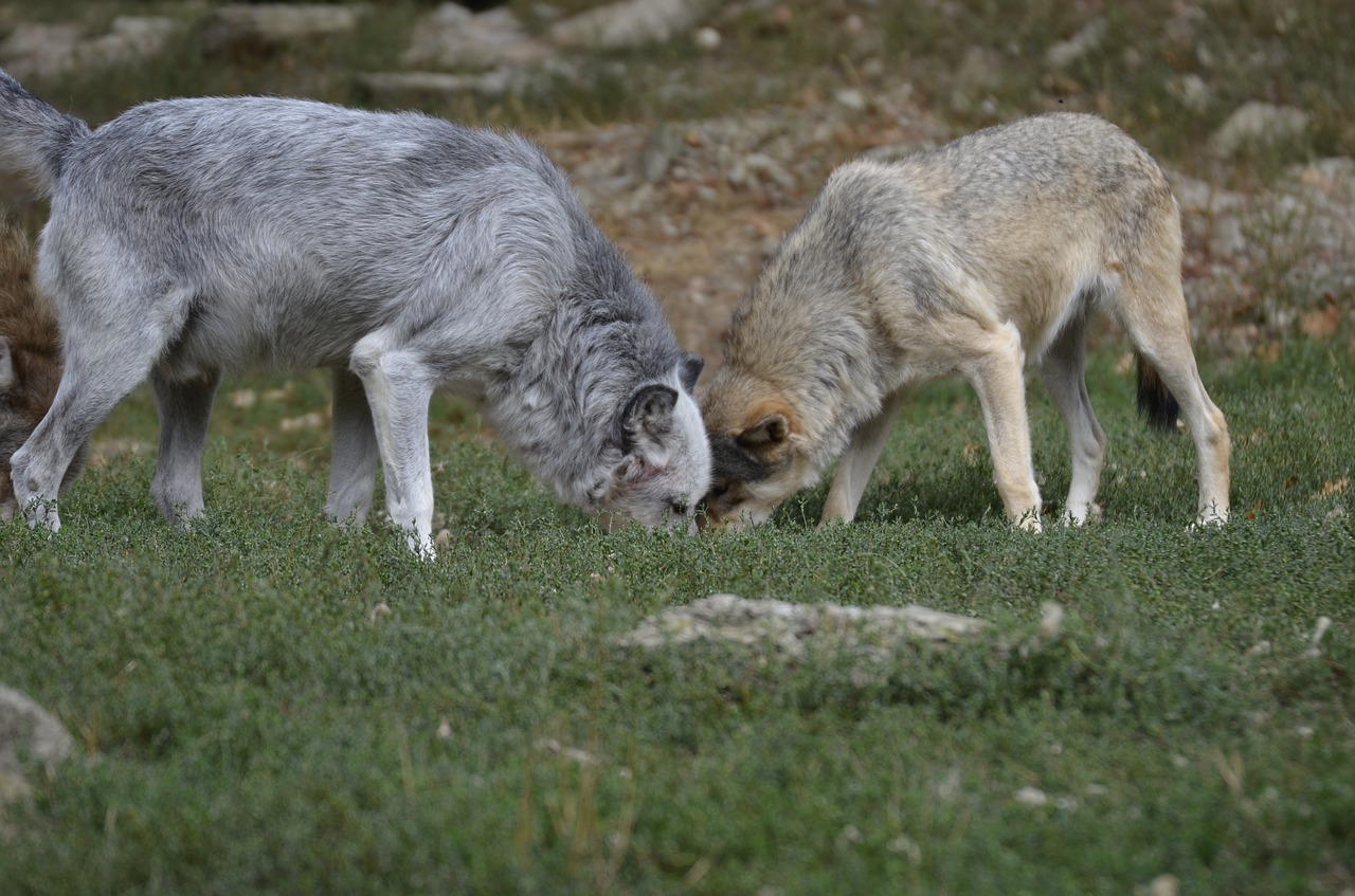 wolf  pack  predator free photo