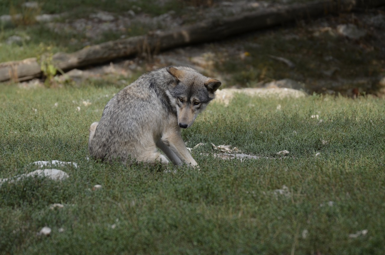 wolf  pack  predator free photo