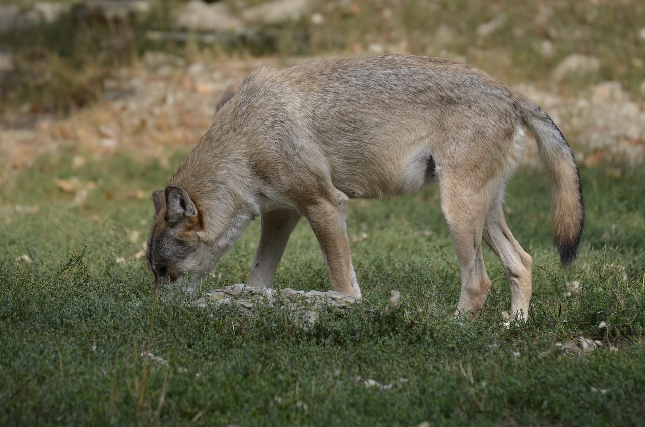 wolf  pack  predator free photo