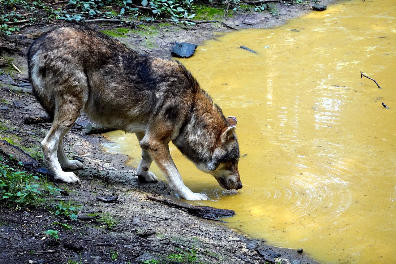 wolf  drink  wild free photo