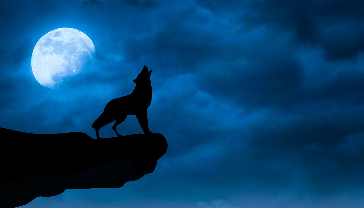 wolf  wolves  moonlight free photo