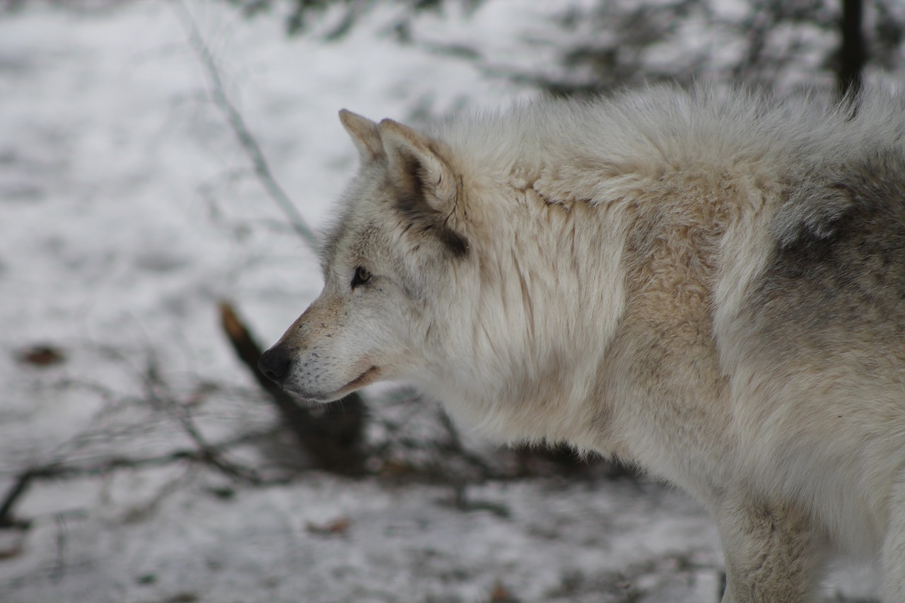 wolf  winter  predator free photo
