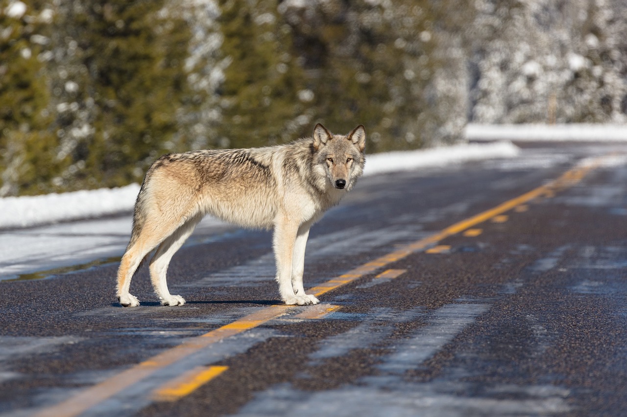 wolf  lone  predator free photo