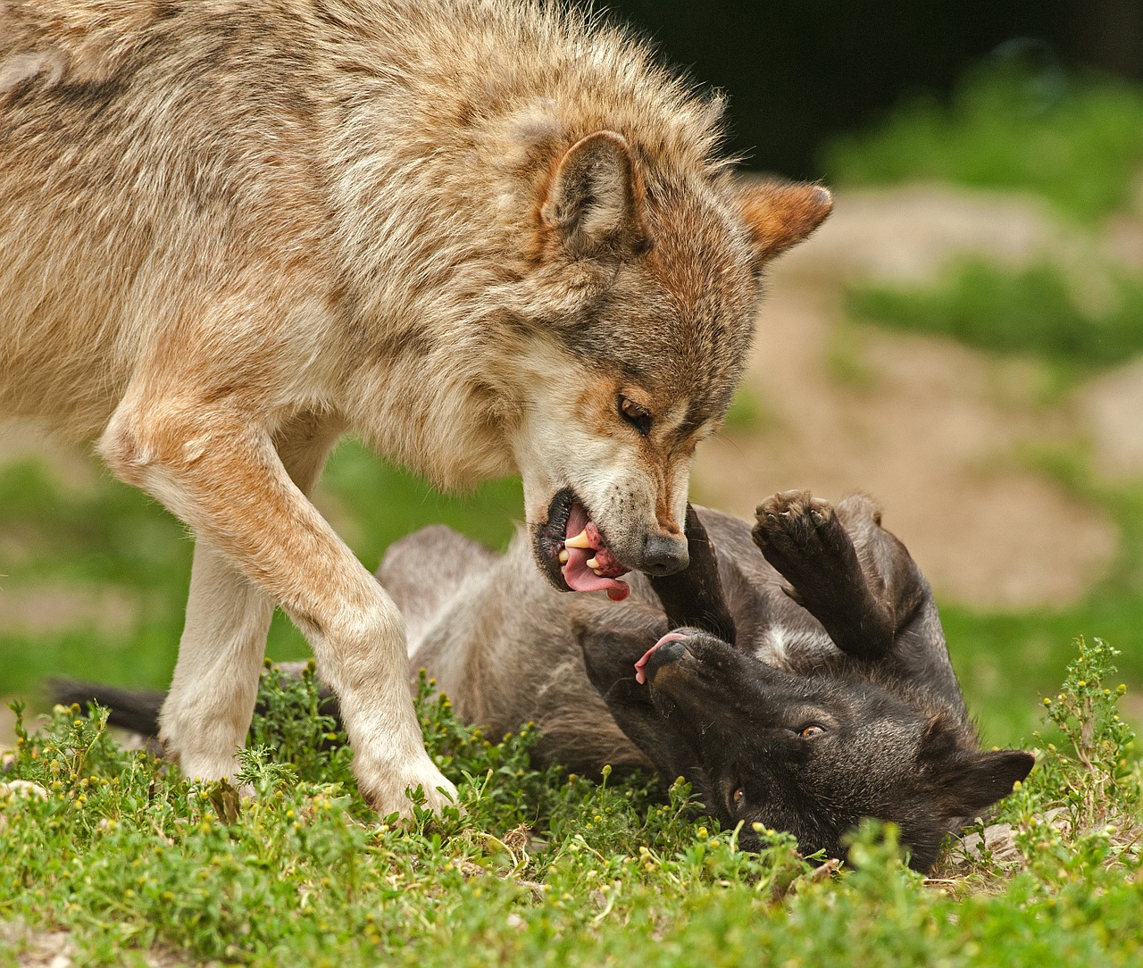 wolf predator prey free photo