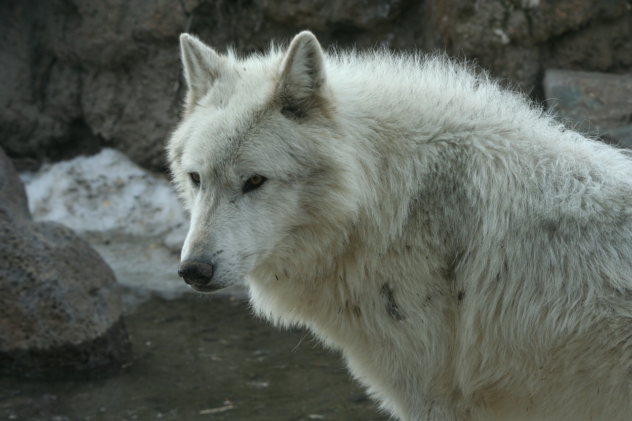 wolf yellowstone animal free photo