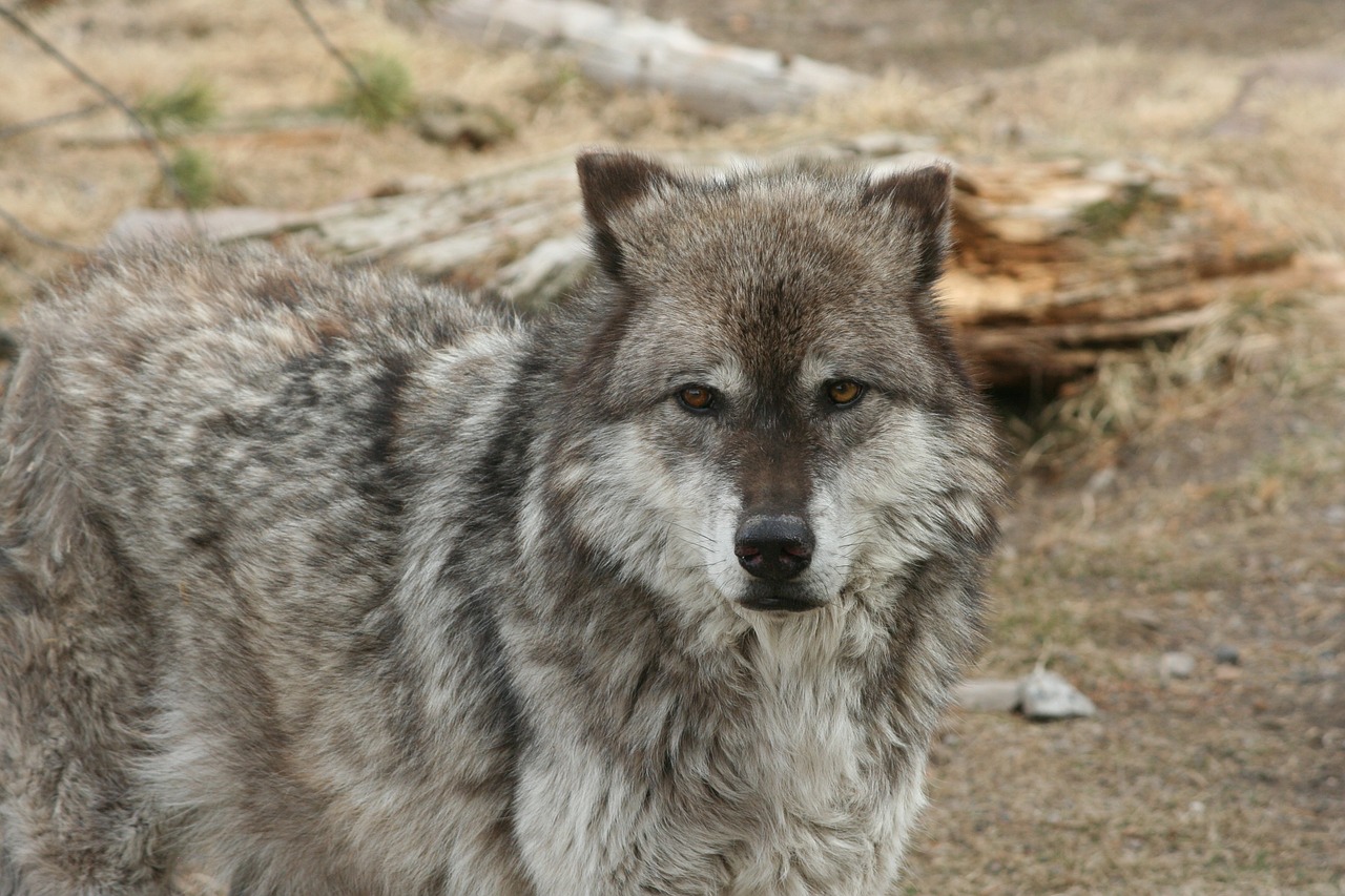 wolf animal yellowstone free photo