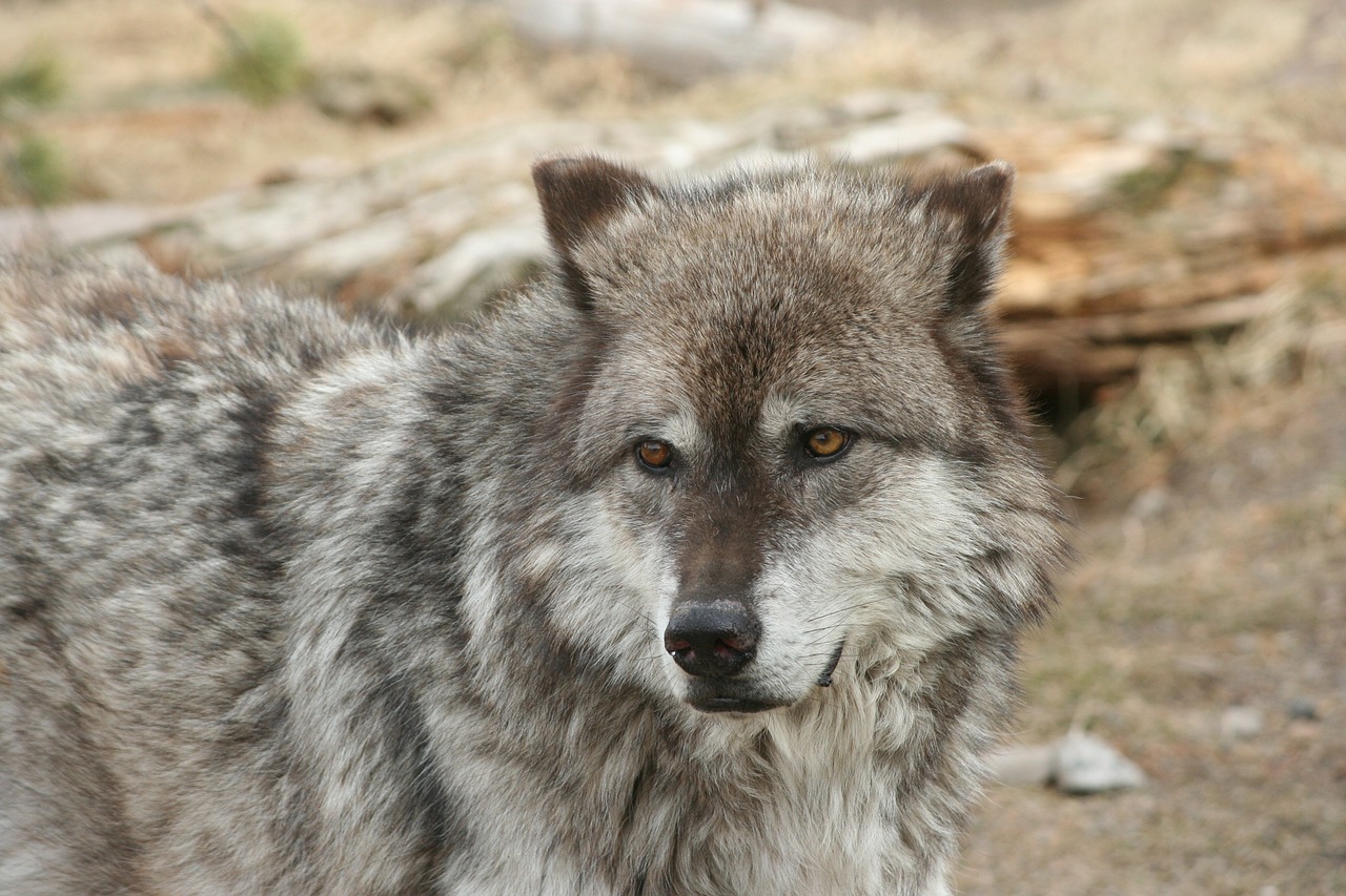 wolf yellowstone animal free photo