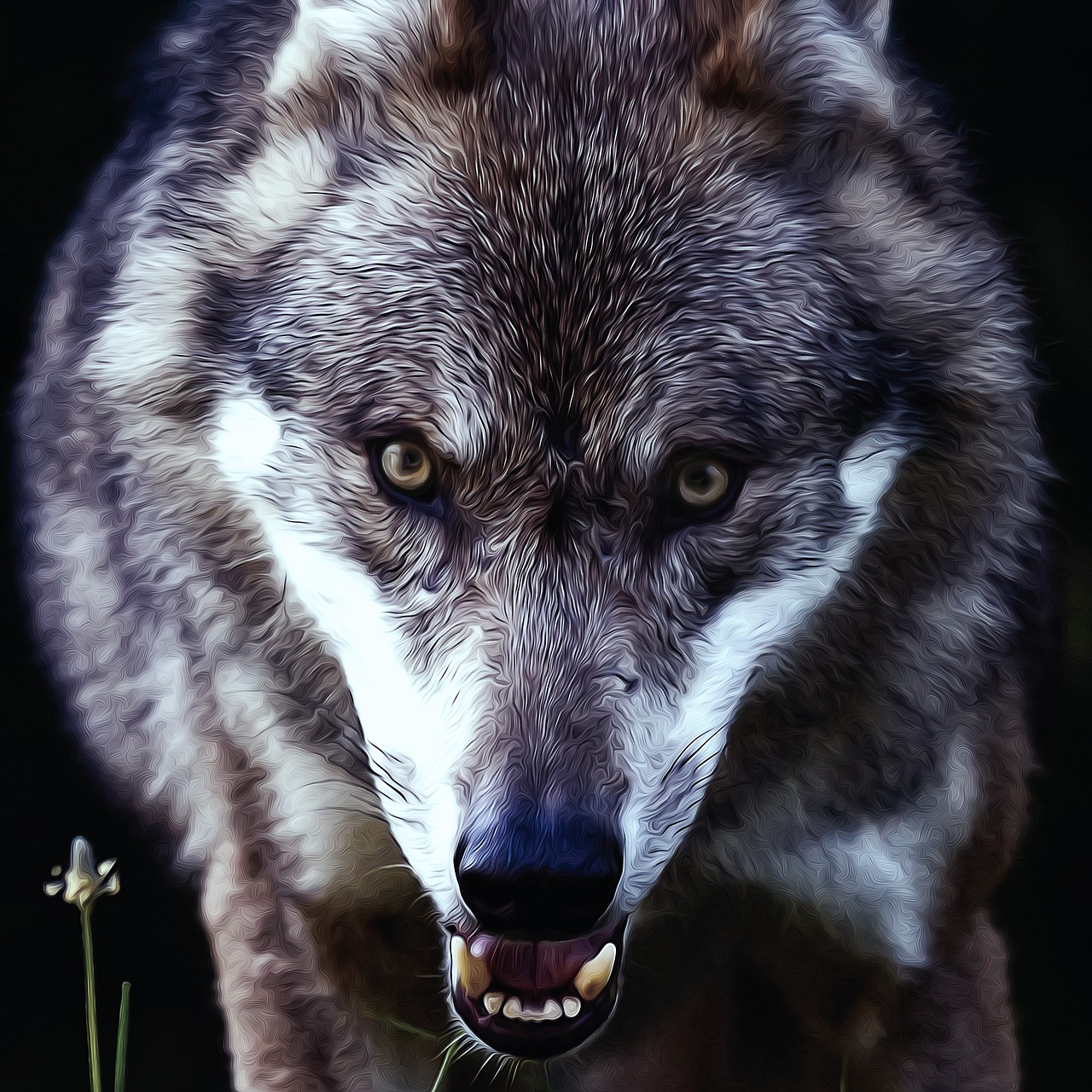 wolf  predator  european wolf free photo