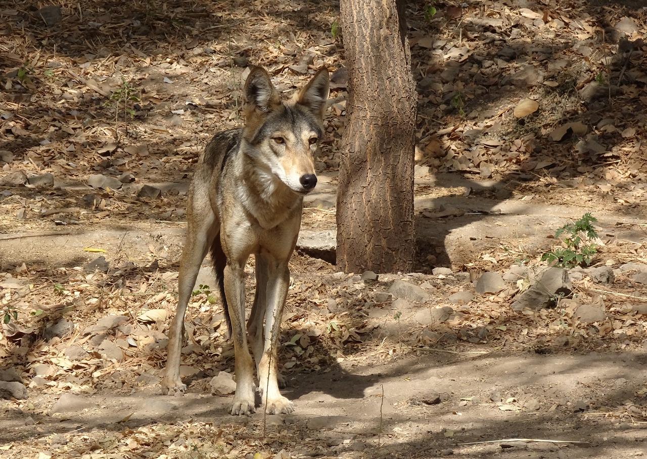 wolf  wildlife  indian wolf free photo