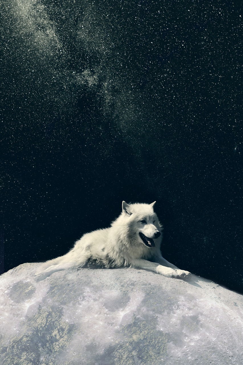 wolf  dog  moon free photo